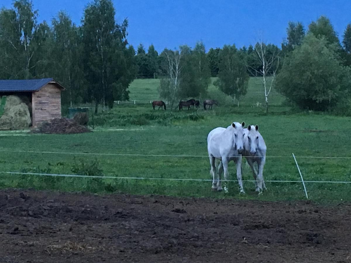 Stajnia Sarnowek Nad Jeziorem Rozany Rozajny Wielkie Bagian luar foto